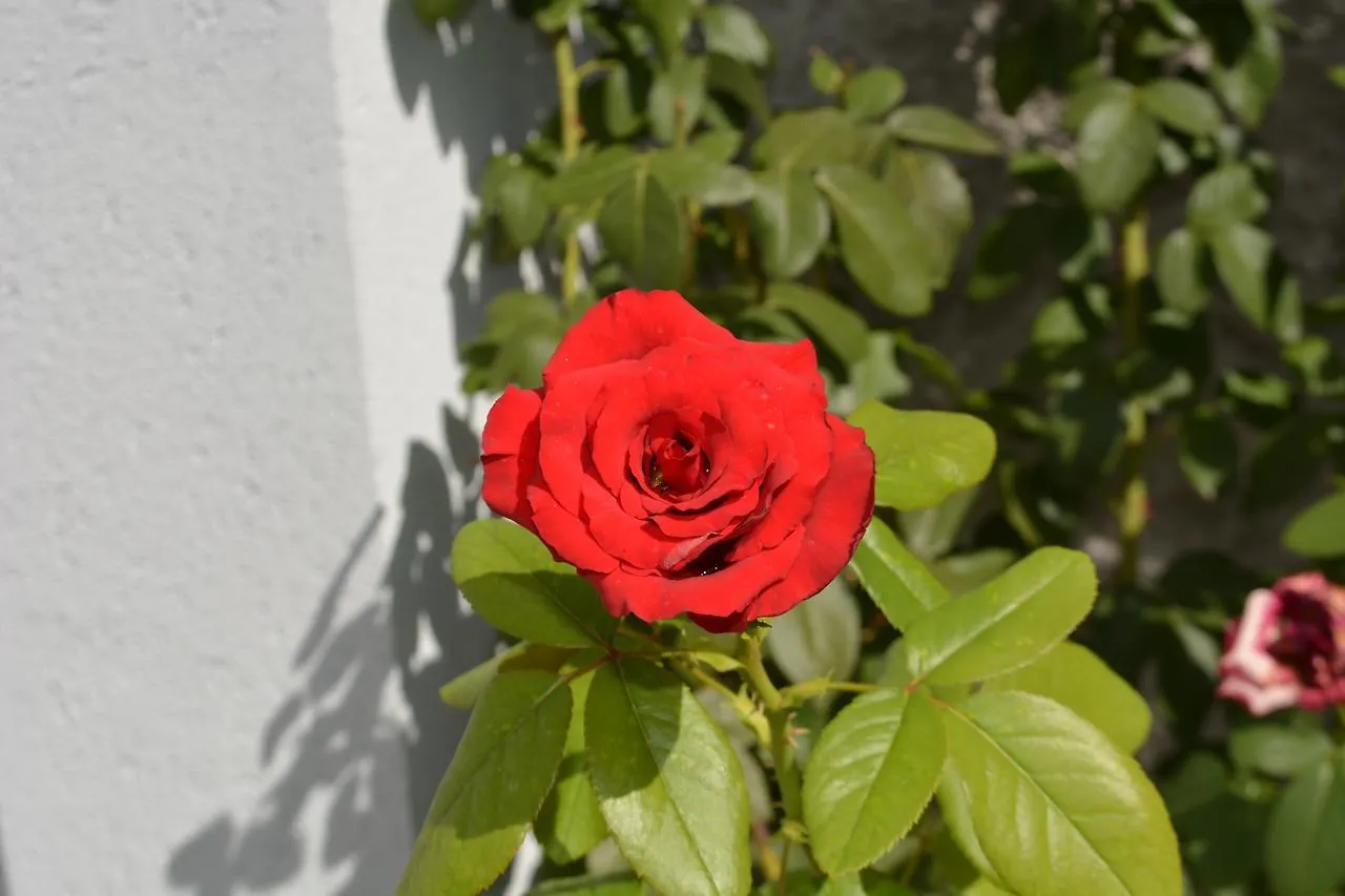 Rose Garden Hotel Шкодер